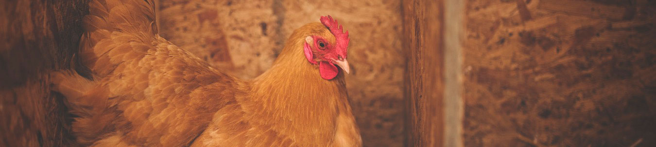 poultry food supplies